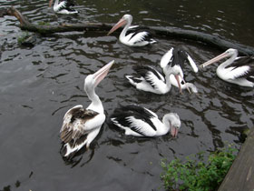 Смотреть фото Австралийский очковый пеликан Фото Австралийский очковый пеликан