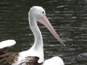 Смотреть фото Австралийский очковый пеликан Фото Австралийский очковый пеликан