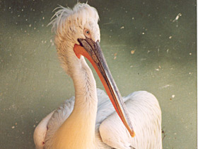 Кудрявый пеликан