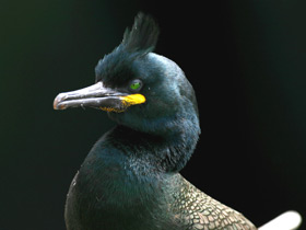 Фото Хохлатый баклан