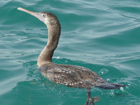 Фото Персидский баклан