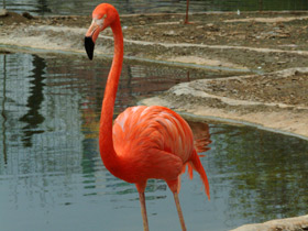 Красный фламинго