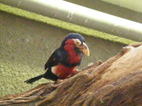 Смотреть фото Сенегальская либия Фото Сенегальская либия