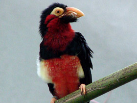 Сенегальская либия