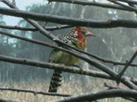 Смотреть фото Огненноголовый бородастик Фото Огненноголовый бородастик