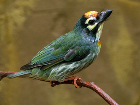 Красноголовая бородатка