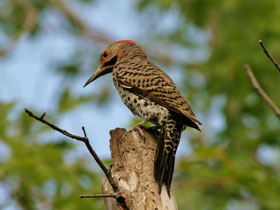 Смотреть фото Золотой дятел Фото Золотой дятел