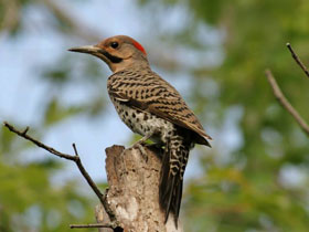 Золотой дятел