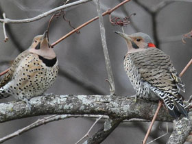 Золотой дятел