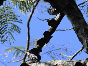 Смотреть фото Большой острокрылый дятел Фото Большой острокрылый дятел