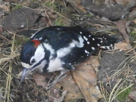 Фото Большой пёстрый дятел