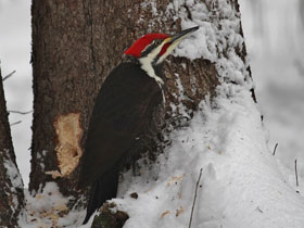 Смотреть фото Хохлатая желна Фото Хохлатая желна