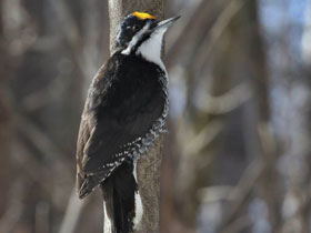 Фото Черноспинный дятел