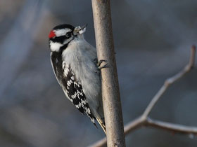 Смотреть фото Волосатый дятел Фото Волосатый дятел