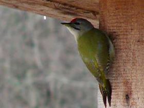 Смотреть фото Седой дятел Фото Седой дятел