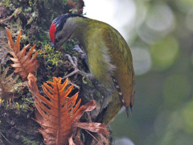 Смотреть фото Седой дятел Фото Седой дятел