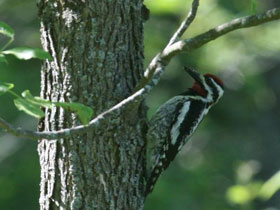 Смотреть фото Желтобрюхий дятел-сосун Фото Желтобрюхий дятел-сосун