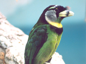 Красночубый бородастик