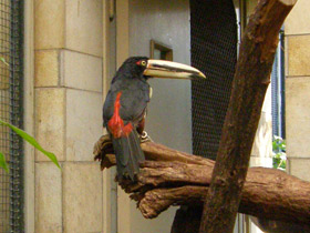 Смотреть фото Желтобрюхий арасари Фото Желтобрюхий арасари