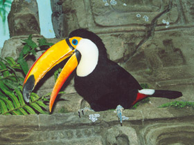 Тукан токо