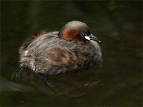 Фото Красношейная поганка