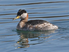 Серощёкая поганка