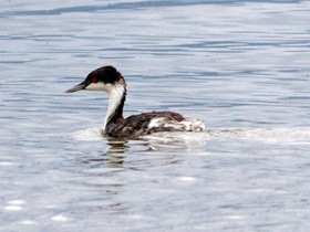 Фото Поганка Тачановского