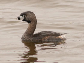 Фото Пестроклювая поганка