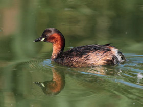 Малая поганка