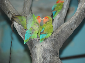 Смотреть фото Чья семья самая дружная? Самые верные животные Фото Чья семья самая дружная? Самые верные животные