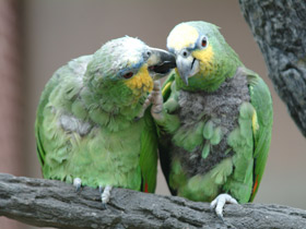 Синелобый амазон