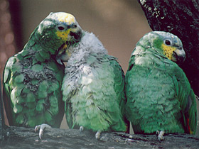 Синелобый амазон