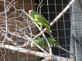 Смотреть фото Белолобый амазон Фото Белолобый амазон