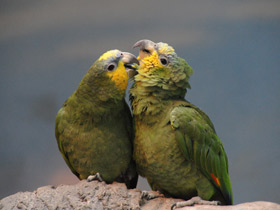 Венесуэльский амазон