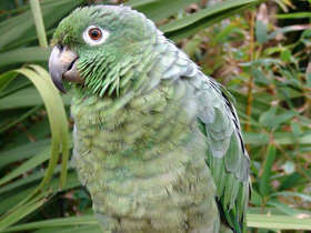 Амазон Мюллера