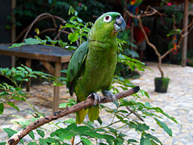 Фестивальный или праздничный амазон