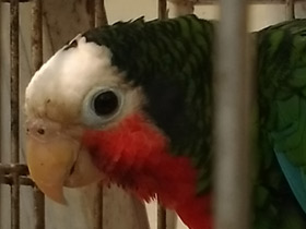 Смотреть фото Кубинский амазон Фото Кубинский амазон