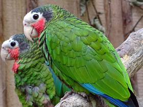 Смотреть фото Кубинский амазон Фото Кубинский амазон