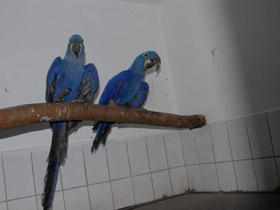 Смотреть фото Гиацинтовый ара Фото Гиацинтовый ара