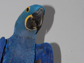 Смотреть фото Гиацинтовый ара Фото Гиацинтовый ара