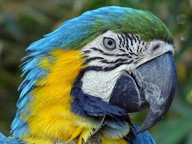 Фото Сине-желтый ара