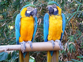 Фото Сине-желтый ара