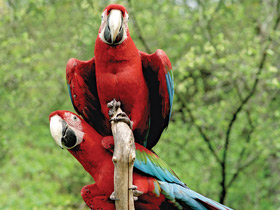 Зеленокрылый ара