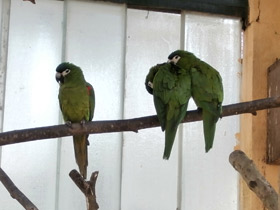 Фото Карликовый ара