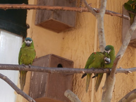 Фото Карликовый ара