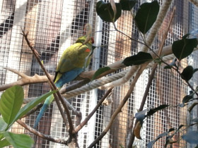 Фото Красноухий ара