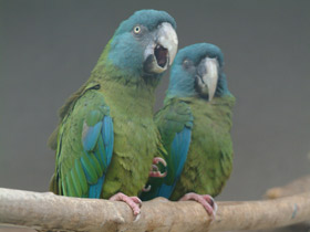 Горный ара Горный ара