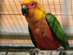 Фото Аратинга-яндайя