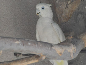 Смотреть фото Соломонский какаду Фото Соломонский какаду