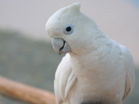 Смотреть фото Какаду Гоффина Фото Какаду Гоффина